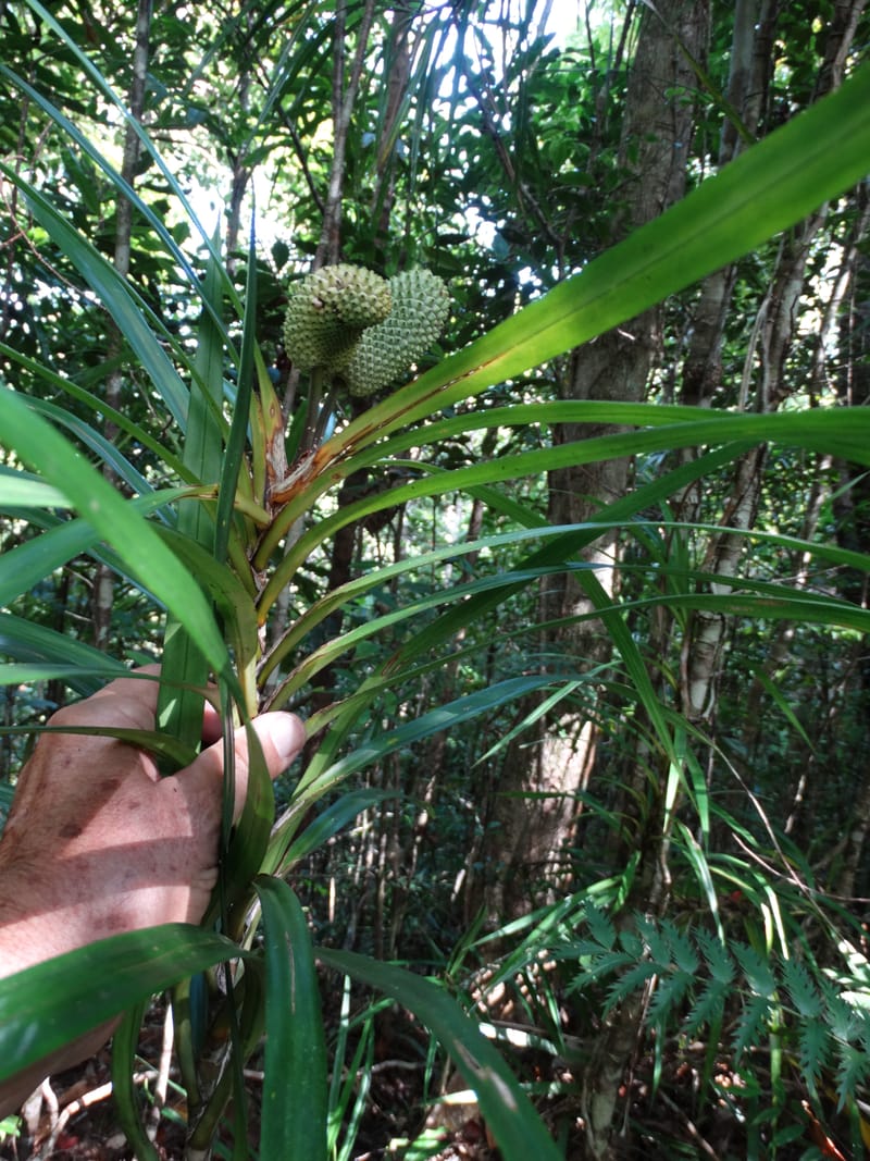 Freycinetia, Callmander, M 1234--New Caledonia. Haute Robinson. 11 Nov. 2015. DSC00909 (426).JPG