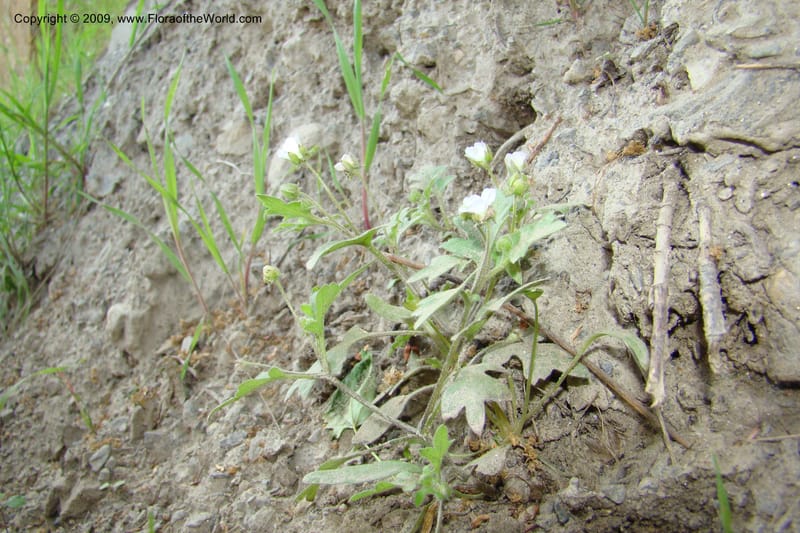 Nemophila kirtleyi, C. Davidson 11355--ID. Idaho Co. Salmon River Rd. 17 May 09. 127.jpg