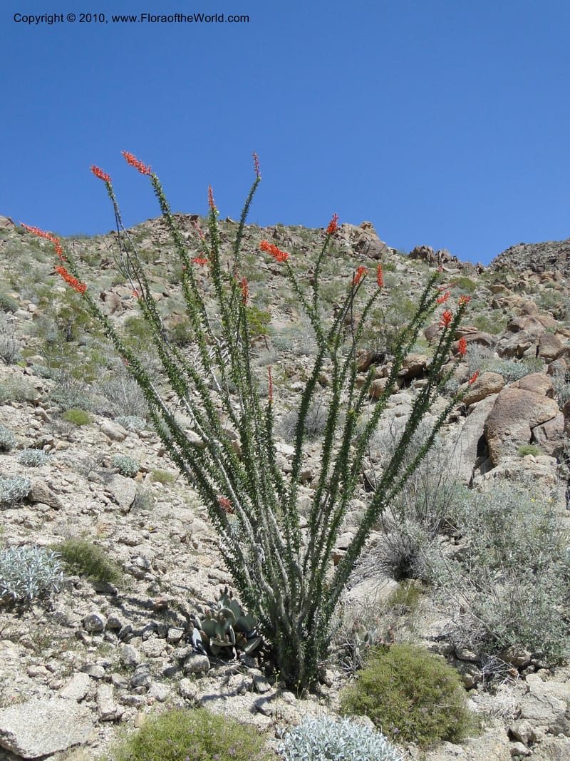 Fouquieria splendens, C. Davidson 11665--California. Riverside Co. 1 April 2010. 297 (13).jpg
