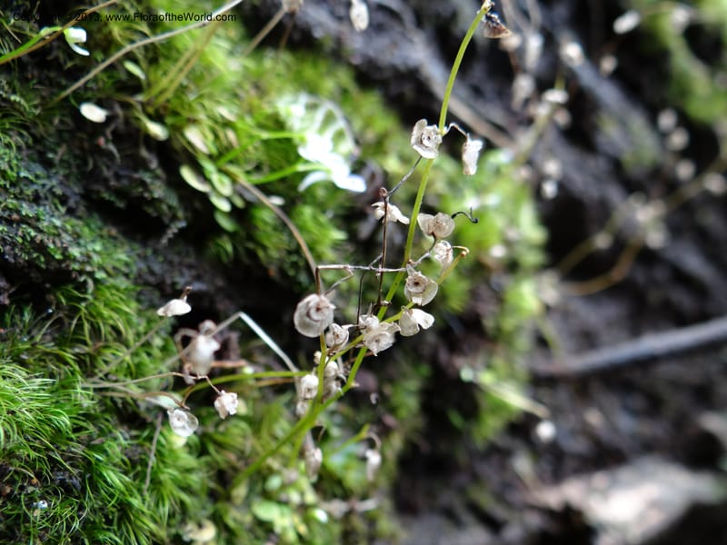 Utricularia, VC 5533--Thailand. Chiang Mai Prov. Doi Pha Hom Pok Nat. Park. 10 Nov 2012. DSC08349 (121).JPG