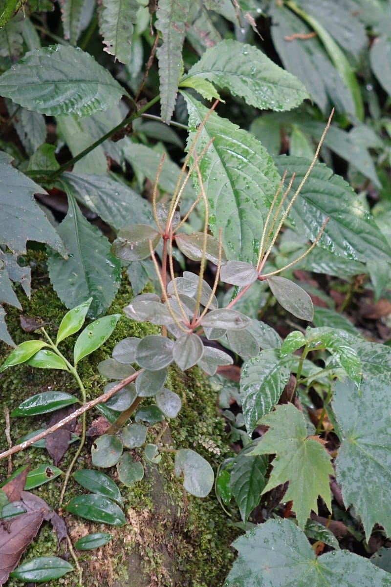 Peperomia sui, Tseng Yu-Hsin 1339--Taiwan. Xitou Nature Education Area. Giant Tree Logging Rd. 22 May 2016. DSC03924 (181).JPG