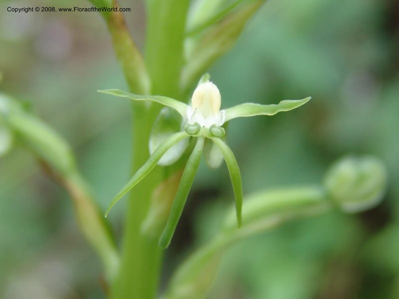 Habenaria ndiana cf--Kenya. Nandi Hills escarpment, Kapsapet-Kericho rd. 8 Jul 04. 021.jpg