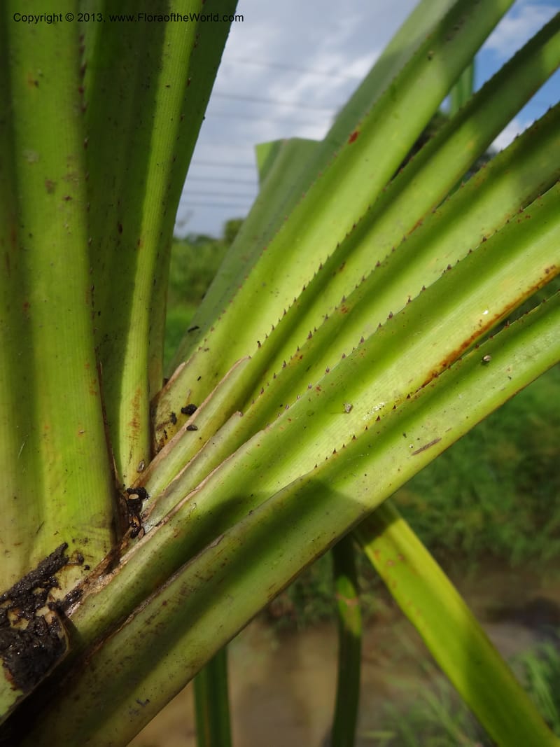Pandanus helicopus, Callmander 1023--Sabah. Klias Forest Reserve. 3 Apr 2012. DSC06489 (201).JPG