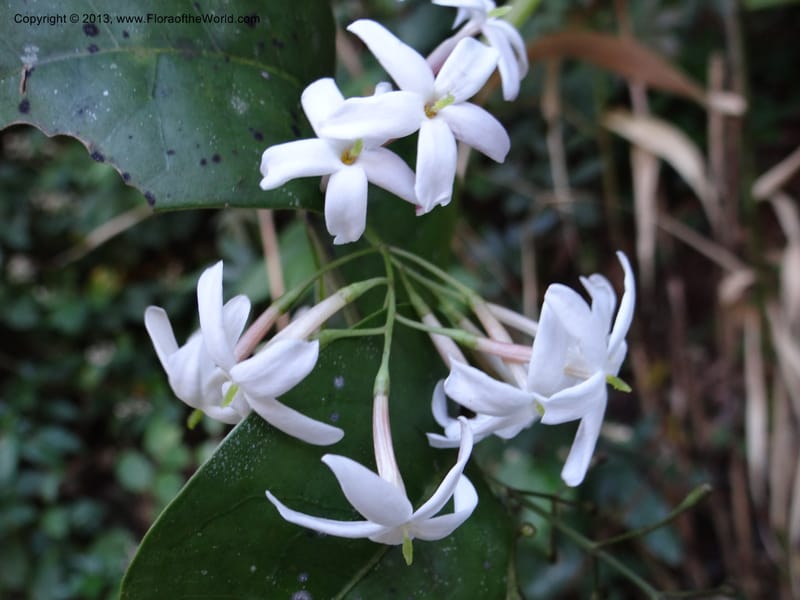 Jasminum, VC 5507--Thailand. Chiang Mai Prov. Doi Inthanon Nat. Park. 9 Nov 2012. DSC08004 (4).JPG