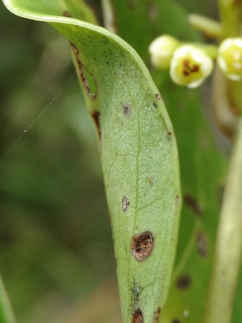 Endiandra monticola, Munzinger, J 7345--Fiji. Delaikoro Mtn. 3 Nov 2015. DSC08393 (352).JPG
