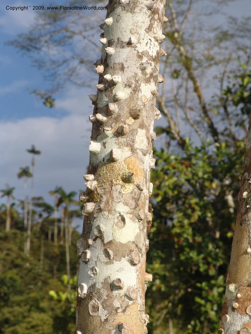 Zanthoxylum, DNeill15865--Ecuador. Zam. Ch. Rio Wawaime Val. 19 Sep 07. 047.jpg