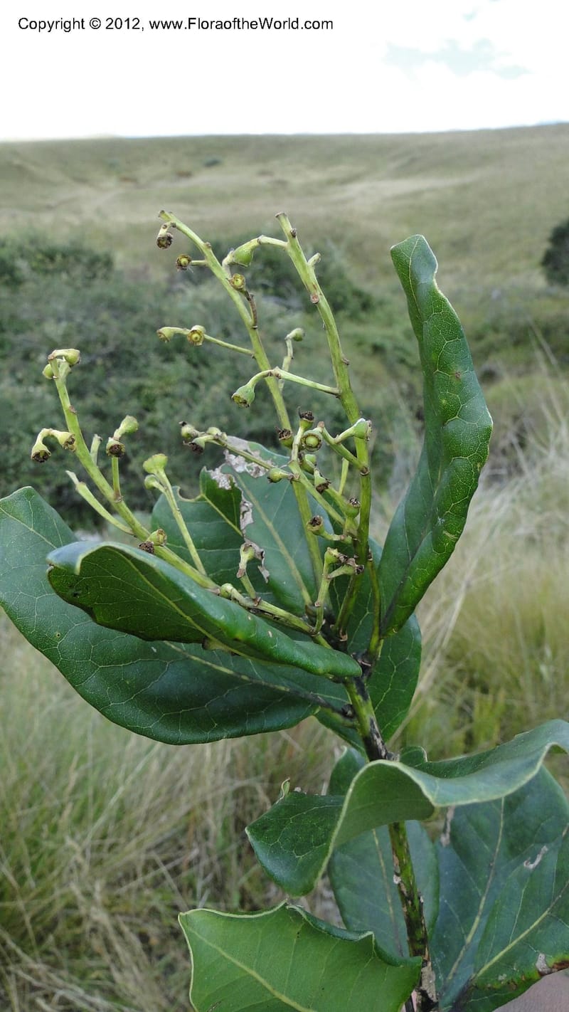 Ocotea, D. Ravelonarivo 3390--Madagascar. E of Ambositra toward Antoetra. 2 May 2010 325.jpg