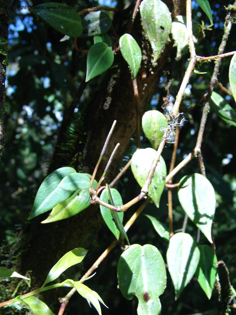 Peperomia, Croat 95716--Ecuador. Maquipucuna Biol. Res. Send. Princip. 12 Mar 06. 026 (1).jpg