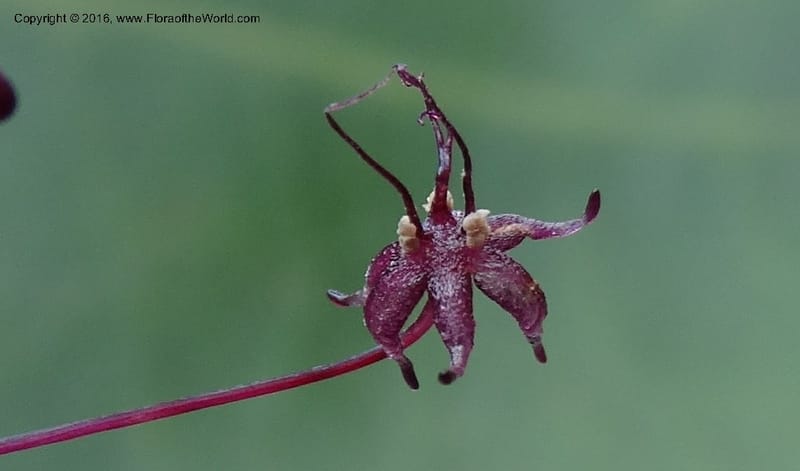 Sciaphila, Davidson, C 12754--Sabah. Hampuan FR. 13 Oct 2014. DSC04689 (150).JPG