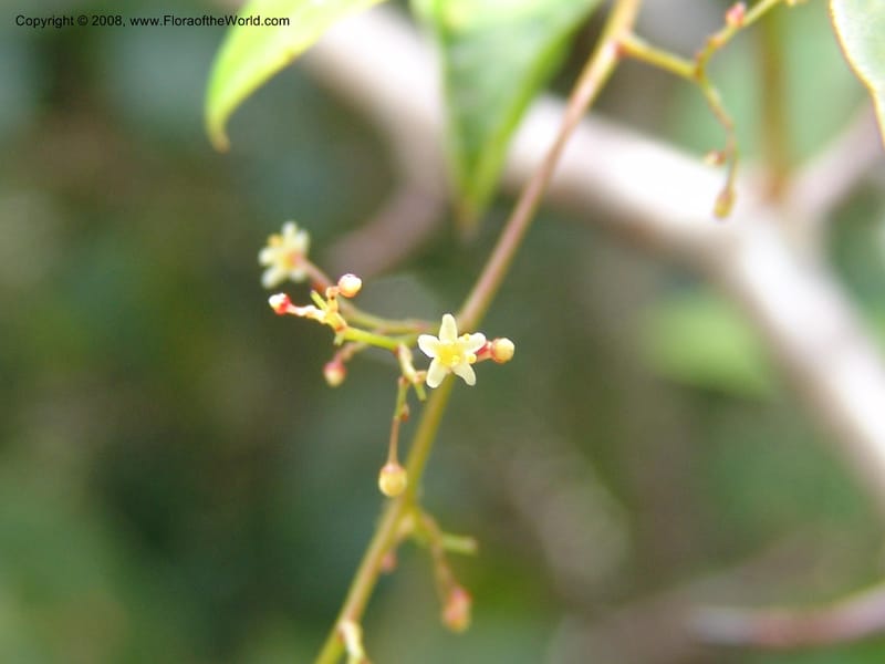 Rhus acocksii--So.Africa. E. Cape. Umtamvuna Nat. Res. 11 Mch 05. 455.jpg