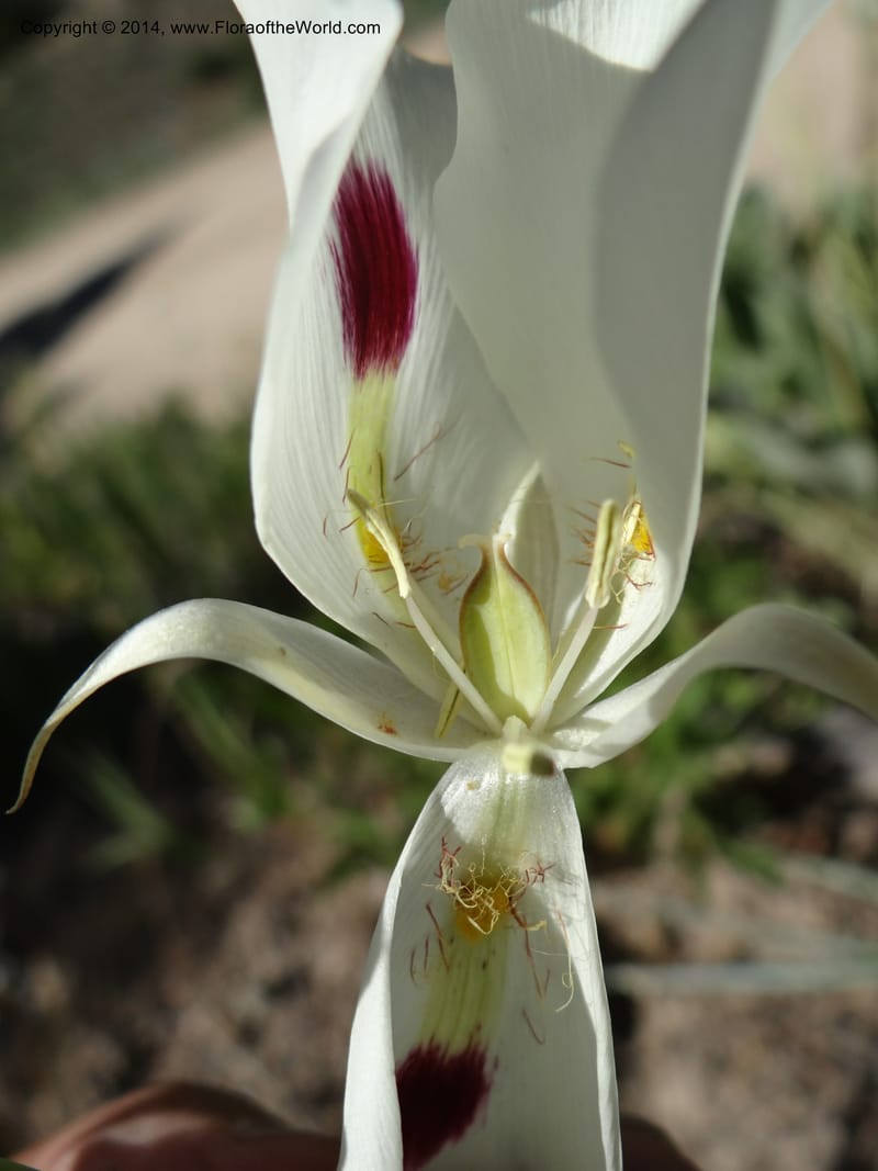 Calochortus eurycarpus, Davidson, C 12189--ID. Boise Co. 5.2 miles west of Long Gulch-Rattlesnake Cr. jct. 15 Jun 2013. DSC06555 (6).JPG