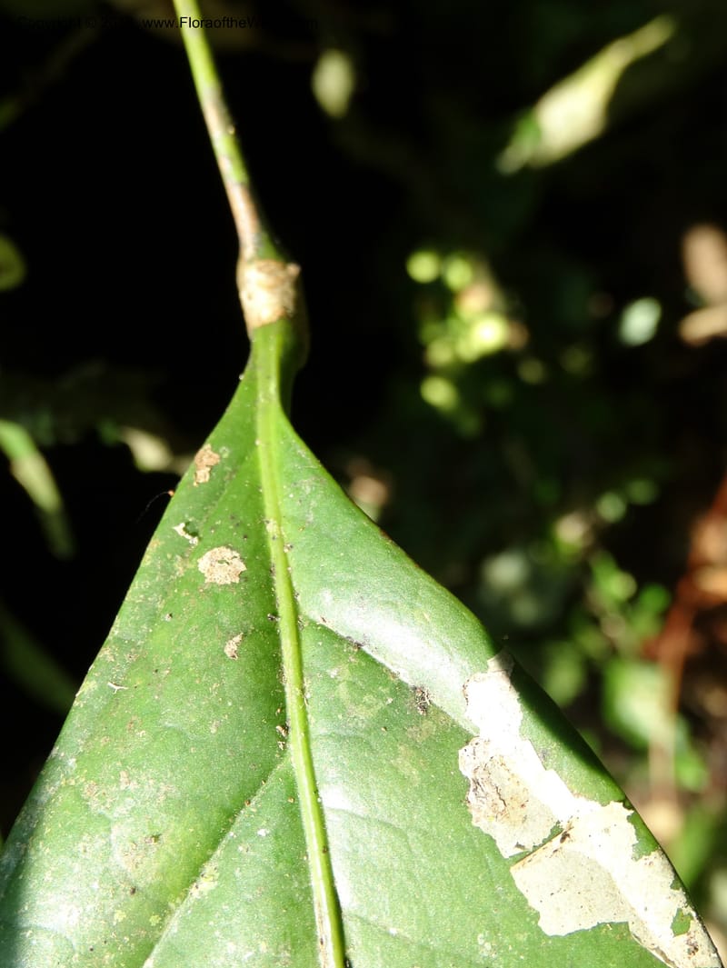 Lepisanthes, Buerki, S 348--Sabah. Danum Valley. 4 Oct 2014. DSC01741 (156).JPG