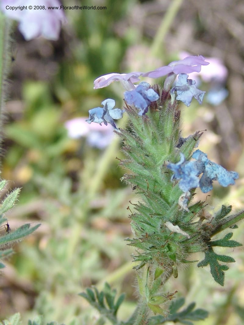 Verbena gooddingii--AZ. Coconino C. Hwy 89A. Oak Cr Can,  Midgley Bridge. 14 May 05. 068.jpg