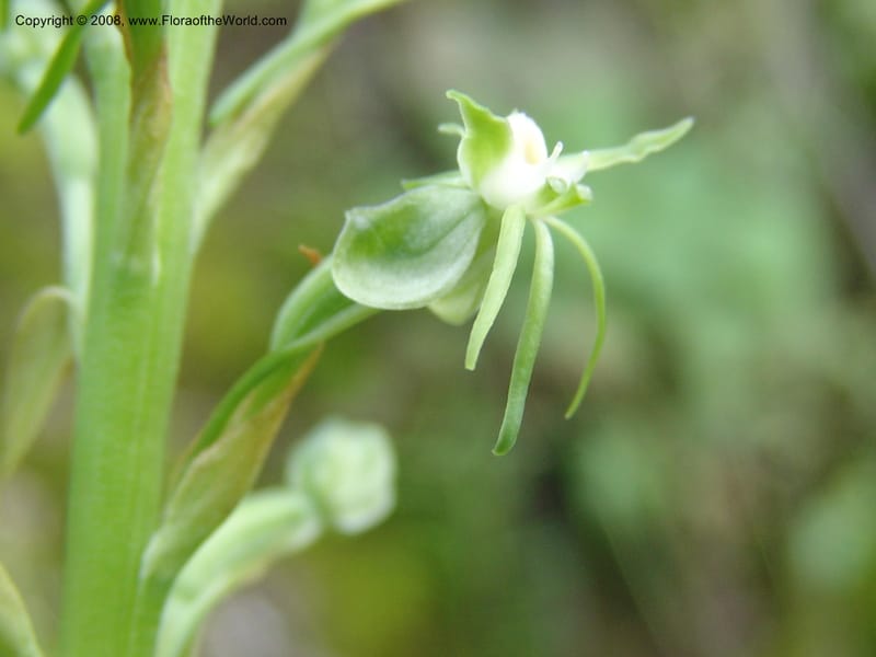 Habenaria ndiana cf--Kenya. Nandi Hills escarpment, Kapsapet-Kericho rd. 8 Jul 04. 019.jpg