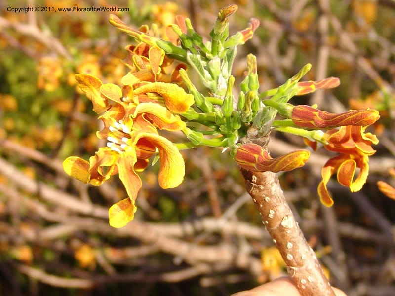 Strophanthus boivinii, ROR1482--Madag. Orangea For. Res. near Antsiranana. 5 Nov 06. 600.jpg