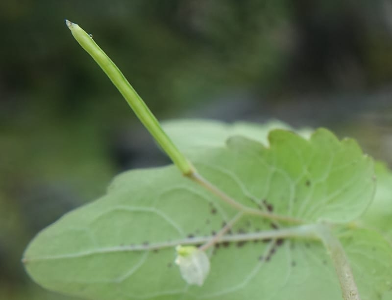 Impatiens apsotis, C. Davidson 13746--China. Yunnan. Tianbao Shan. 10 Aug 2017.  (201).JPG