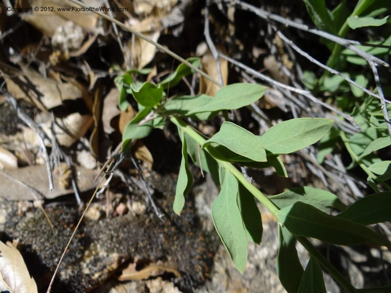 Comandra umbellata, Davidson, C 11942--AZ. Yavapai Co. Crown King Rd. 7 May 2012. DSC0894 1 (82).JPG