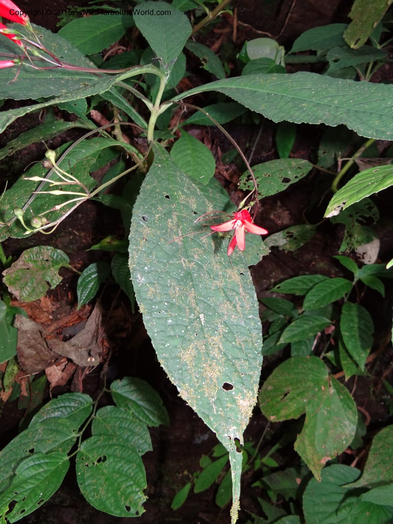 Tetranema gamboanum, Hammel 26109--Costa Rica. Road into Ranchos Tinamu. 3 Mar 2012. DSC03548 (130).JPG