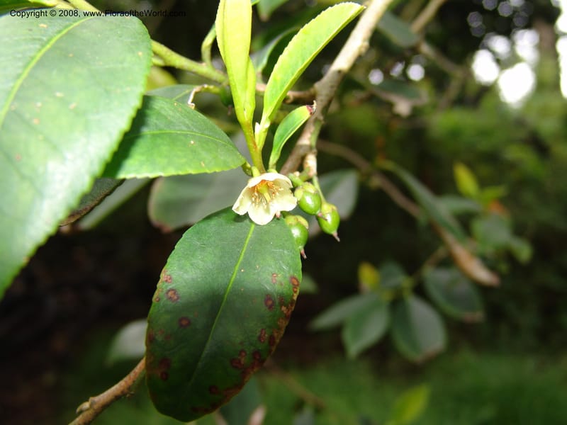 Cleyera theoides--CA. San Francisco Botanical Garden (Strybing Arb.). 30 Mch 06. 322.jpg