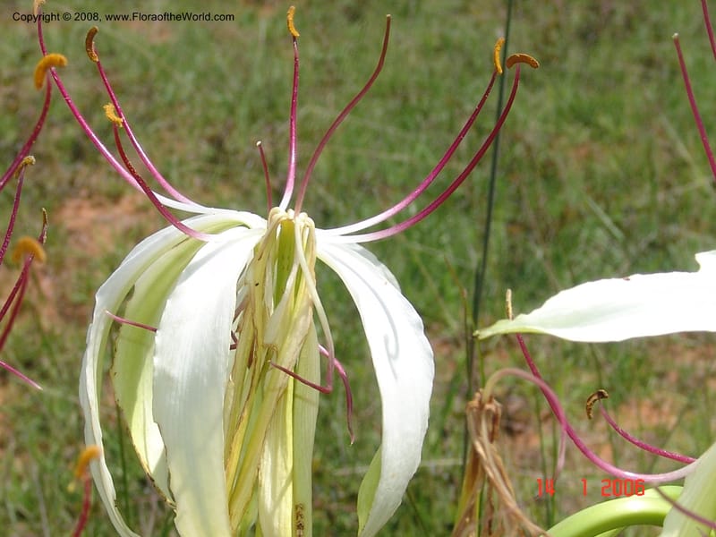Crinum, not coll.--Madag. Prov. Fianar. 5 km SW of Ilakaka. 14 Jan 06. 015.jpg