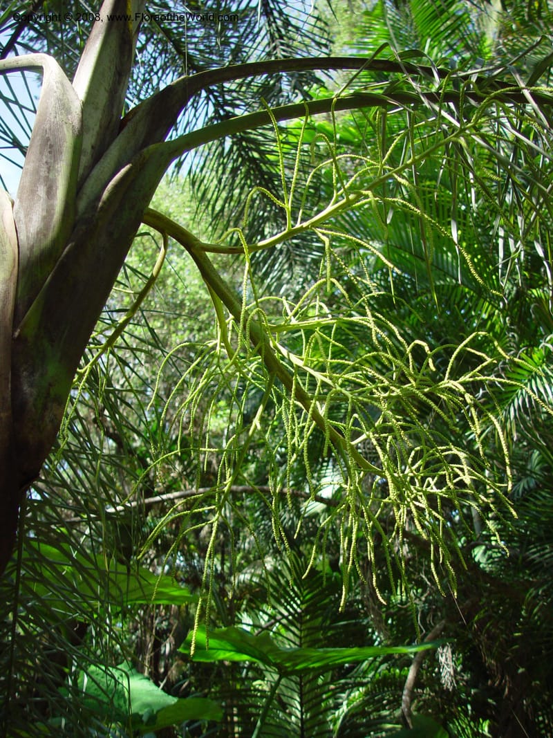 Dypsis madagascariensis--FL. Fairchild Tropical Gard. 6 Apr 03. 045.jpg