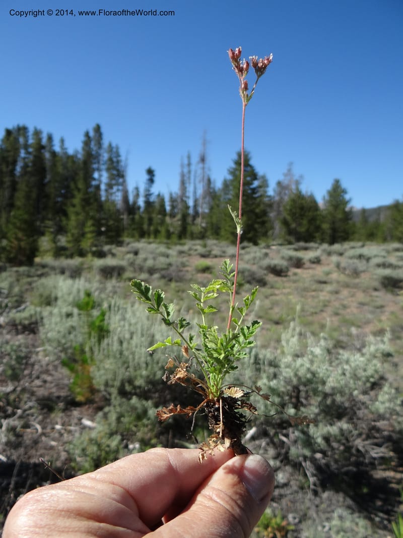 Horkelia fusca var. parviflora, Davidson, C 12198--ID. Custer Co. 1.6 mi from Hwy 75 on Redfish Lake Rd. 13 Jul 2013. DSC06785 (52).JPG