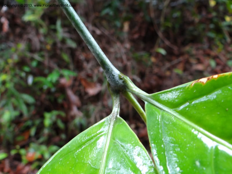 Fagraea, S.98879--Malaysia, Sarawak. Kubah Nat. Park. 28 Mar 2012. DSC05973 (225).JPG