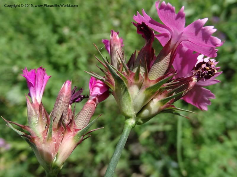 Dianthus subulosus, Davidson, C 12451--Georgia (Caucasus). Shio Mgvime. 7 Jun 2014. DSC07779 (332).JPG