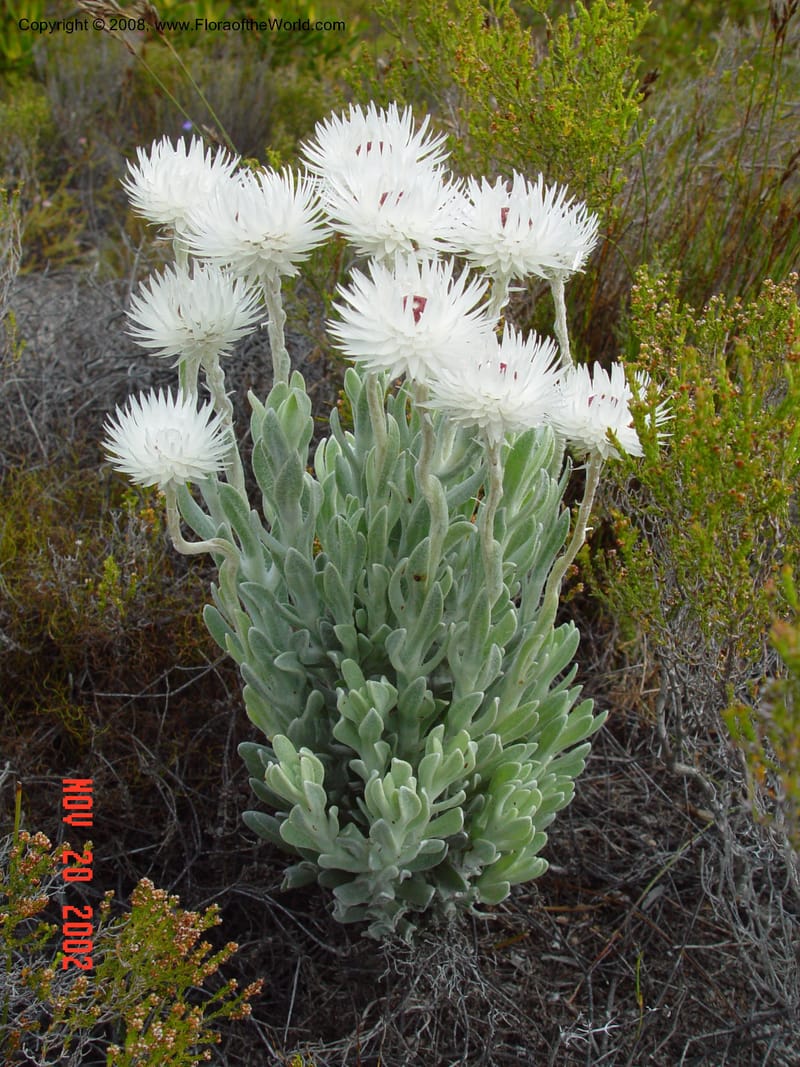 Syncarpha vestita.--So. Africa. Cape Prov. Olifantsbos Nat. Pres. 20 Nov 02.  042.jpg