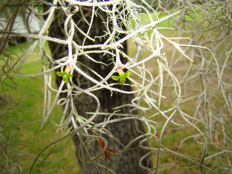Tillandsia usneoides, CDavidson11164--TX. Walker Co. Newport Village Rd. 27 Apr 08. 140.jpg