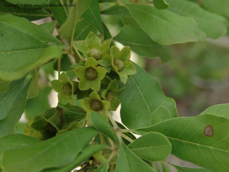 Vitex obovata--So.Africa. E. Cape. Waringham Farm, Quanti Area, Stut. 8 Mch 05. 561.jpg