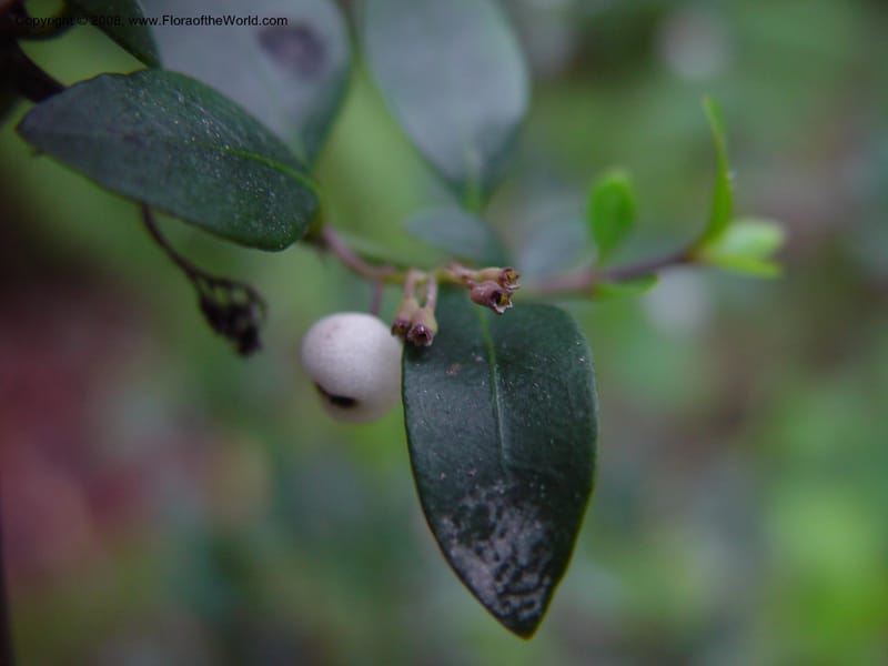 Chiococca alba--FL. Monroe Co. Big Cypress Nat. Pres. Monroe Station rd. 13 Jan 03. 025.jpg