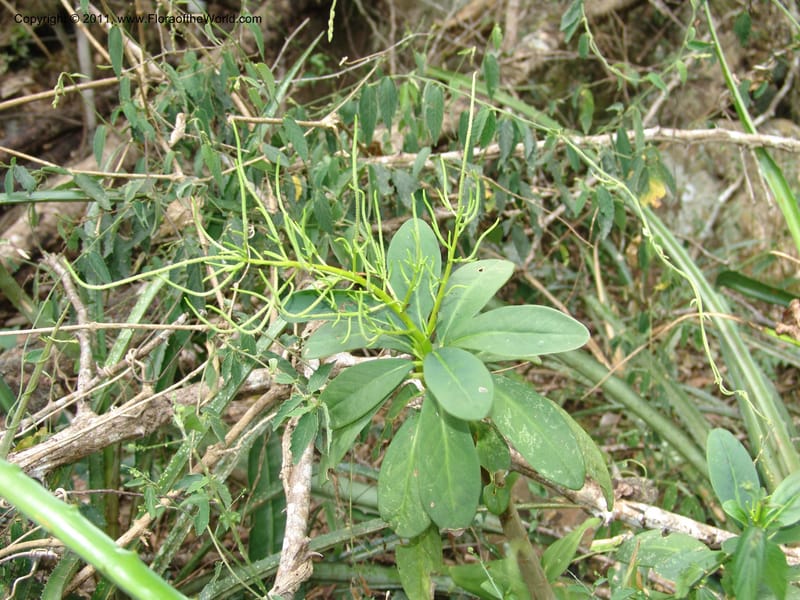 Peperomia vestita, AraujoM2911--Bolivia. F. Tamayo. Rio Machariapu. 17 Sep 06. 582 (2).jpg