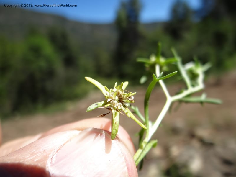 Valeriana, WDS 34165--Chile. P.N. Sieta Tazas. 21 Feb 2013. DSC02254 (67).JPG