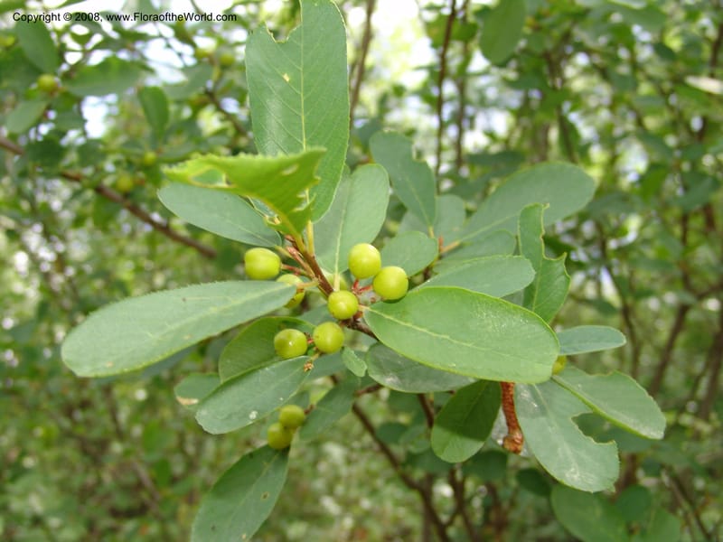 Rhamnus rubra, CDavidson11057--CA. Shasta Co. Lake Shasta. Waters Gulch Trail. 5 Jun 07. 097.jpg