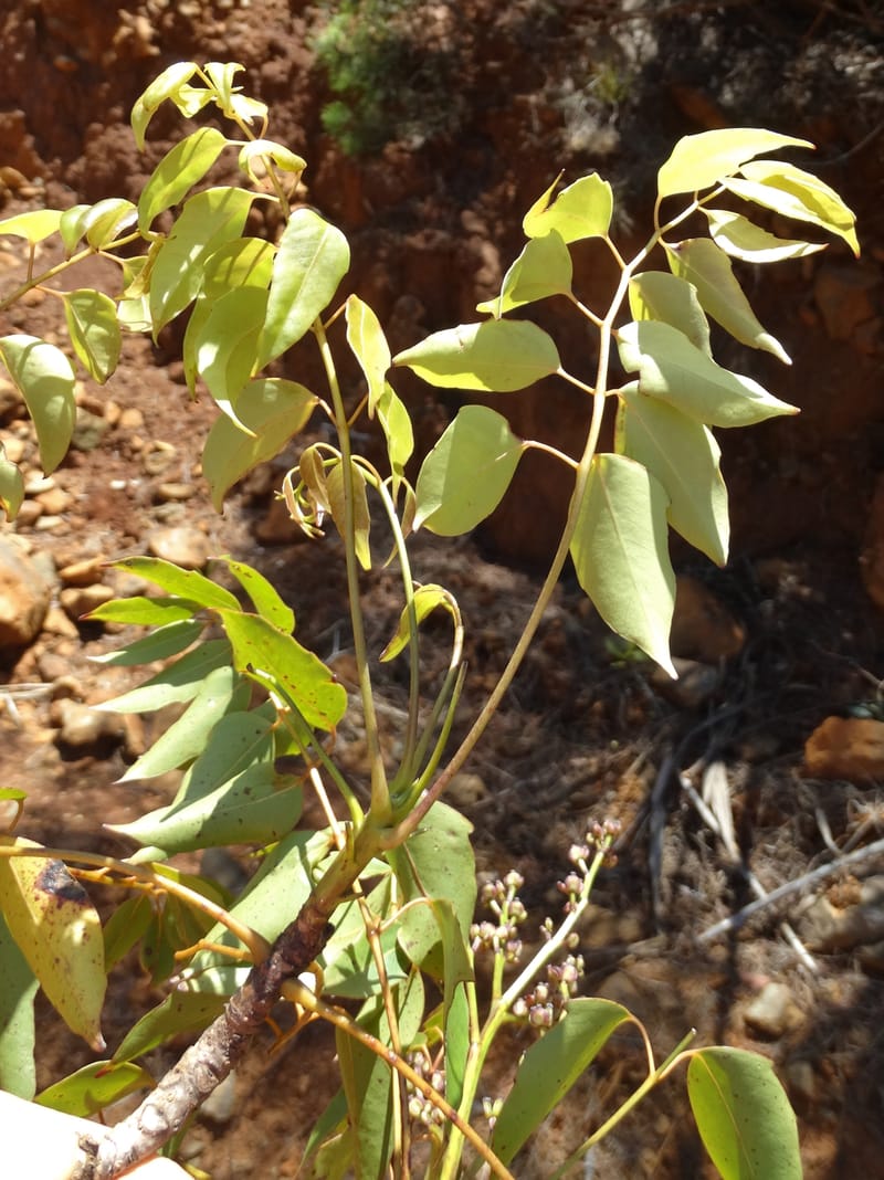 Polyscias, Lowry, P 7417--New Caledonia. PinPin. 20 Nov 2015. DSC03938 (187).JPG