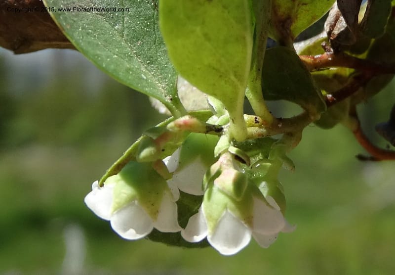 Gaultheria humifusa, Davidson, C 12546--ID. Valley Co. Cloochman Saddle Rd. 1 Jul 2014. DSC09181 (79).JPG