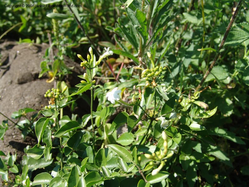 Jasminum abyssinicum--Kenya. Homa Bay Distr. Koru. Kweissos house. 3 Jul 04. 178.jpg