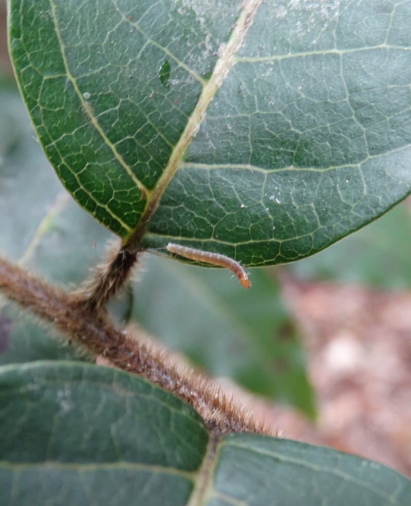 Alectryon hirsutus, Munzinger, J 7422--New Caledonia. Foret du Koghi. 13 Nov 2015. DSC02196 (63).JPG