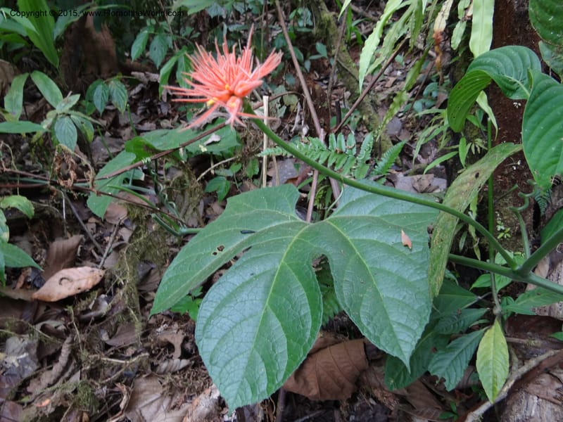 Gurania, Hammel 26196--Costa Rica. Cuesta de Burro. 6 Mar 2012. DSC04788 (438).JPG