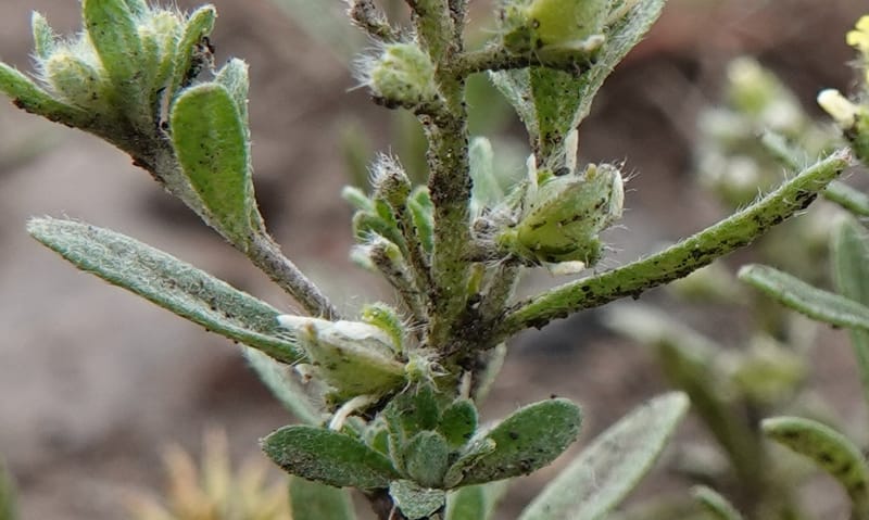 Alyssum alyssoides, C. Davidson 13754--Oregon. Wallowa Co. Zumwalt.Trail Cr. Rd. 4 Jun 2018. DSC04078 (162).JPG