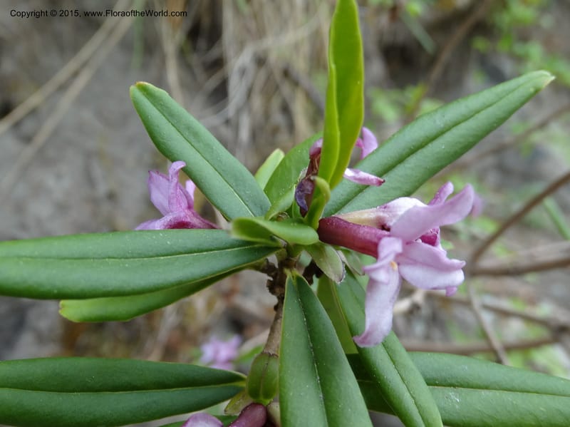 Daphne, Boufford, D 43616--China. Sichuan. ShaShiDuo. 8 May 2014. DSC04232 (25).JPG