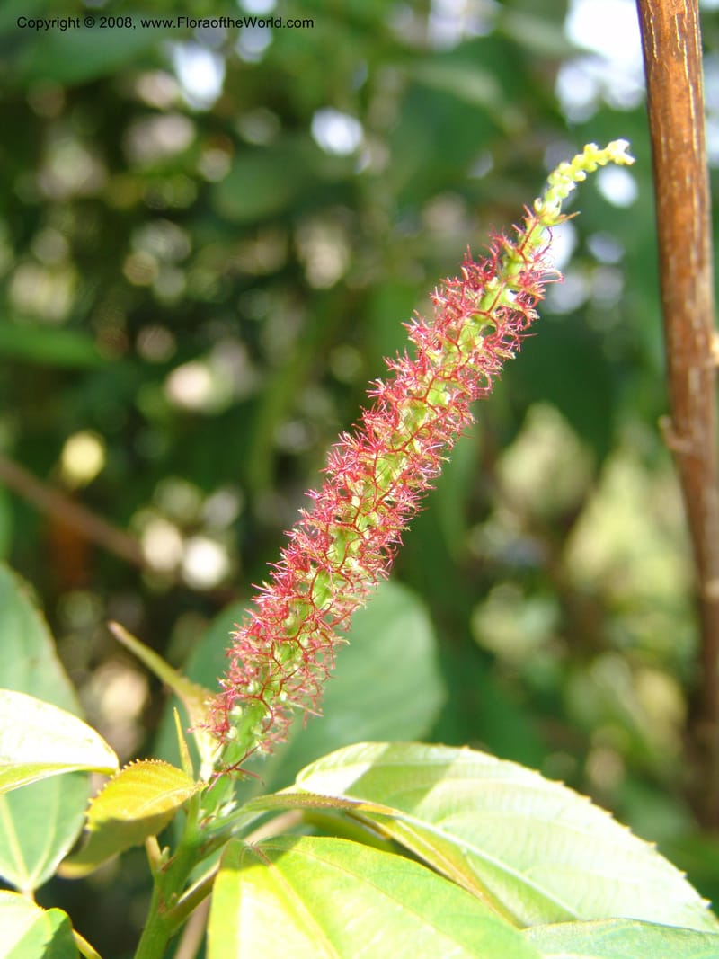 Acalypha, AAraujoM2958--Bolivia. N of Apolo. Rio Machariapu-Rio Tigre Mayu. 18 Sep 06.  183.jpg