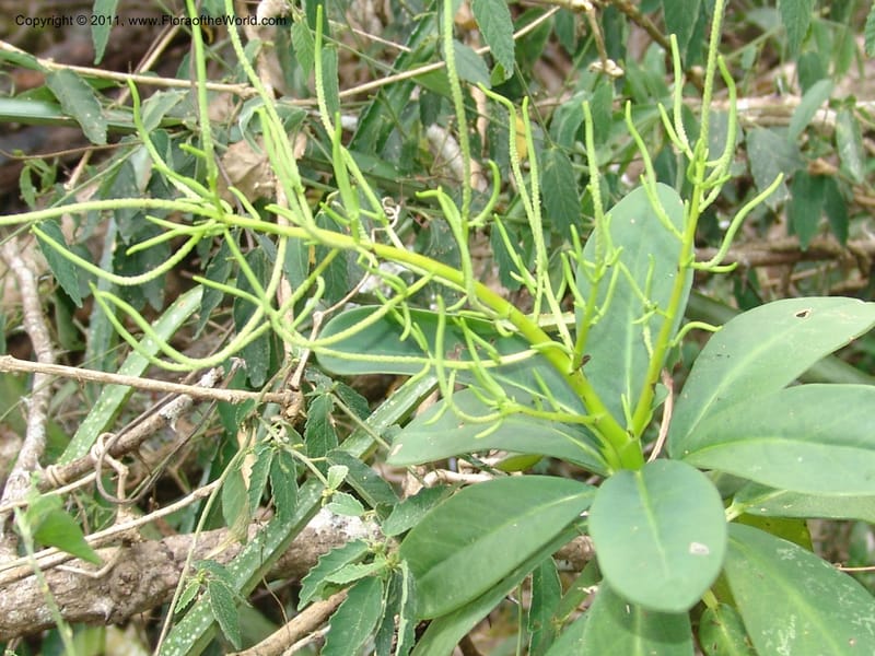 Peperomia vestita, AraujoM2911--Bolivia. F. Tamayo. Rio Machariapu. 17 Sep 06. 582 (5).jpg