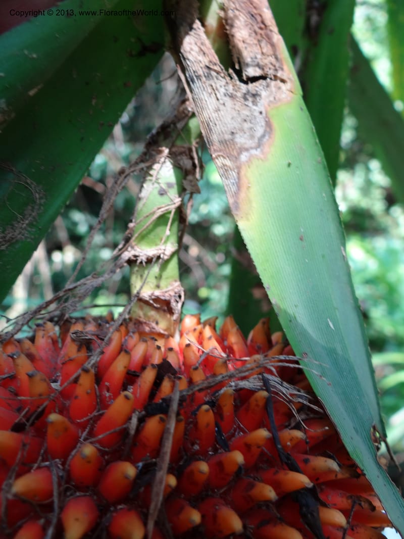 Pandanus fusinus, Callmander 1006--Sarawak. Gunong Fairy. 27 Mar 2012. DSC05525 (19).JPG