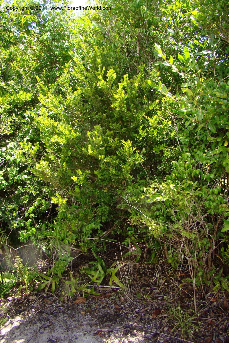Buxus madagascarica, Razafindraibe 200--Madagascar. Prov. Fianarantsoa. RN 12. 14 Jan 09. 104 (6).jpg