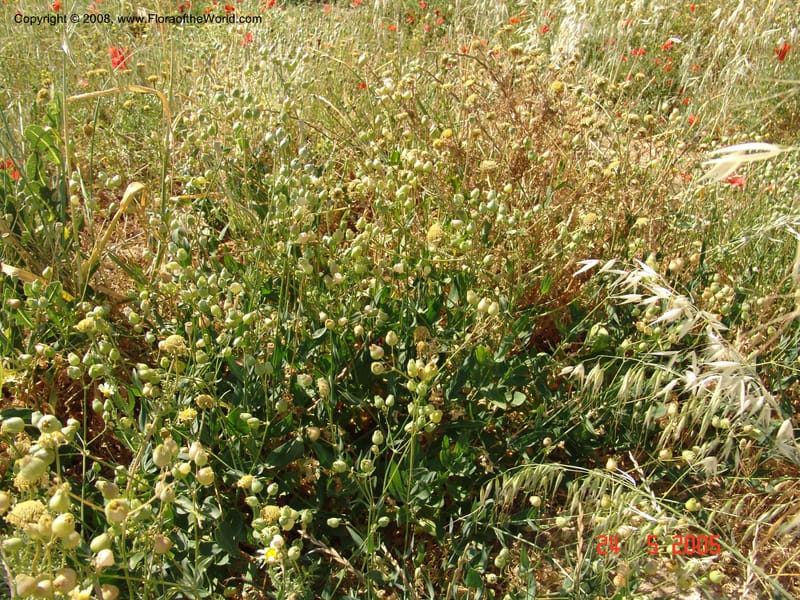 Silene vulgaris ssp macrocarpa--Crete. Ep. Apokoronos. Aptera. 23 May 05. 030.jpg