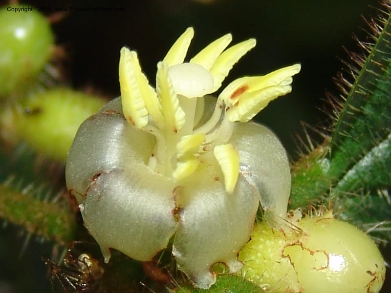 Tococa, DNeill15936--Ecuador. Prv. Zam. Ch. C del Condor. Wawaime plot. 22 Sep 07. 172.jpg