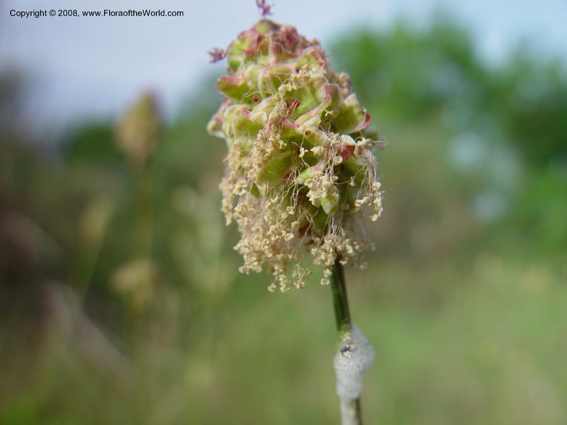 Sanguisorba minor--Italy. Abruzzo. Hillside above Popoli. 6 May 03. 059.jpg
