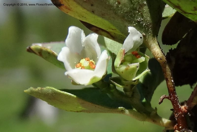Gaultheria humifusa, Davidson, C 12546--ID. Valley Co. Cloochman Saddle Rd. 1 Jul 2014. DSC09181 (51).JPG
